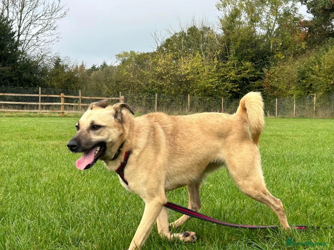 Mixed Breed dogs for adoption: Isodora - Norwich Norfolk  in Norwich - Advert 15