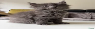 Grey Collar