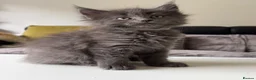 Maine Coon cats for sale: Maine coon x kittens  in Bradford - Advert 17