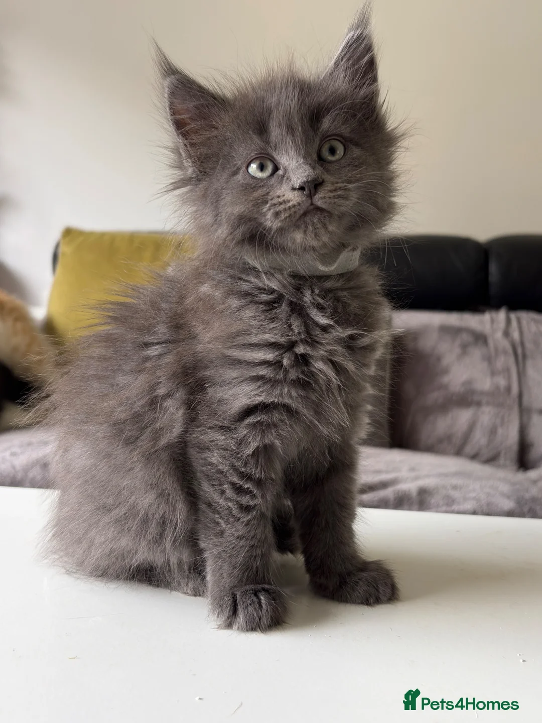 Maine Coon cats for sale: Maine coon x kittens  in Bradford - Advert 17