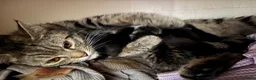 Mixed Breed cats for sale: Black tuxedo kitten for sale  - Advert 2
