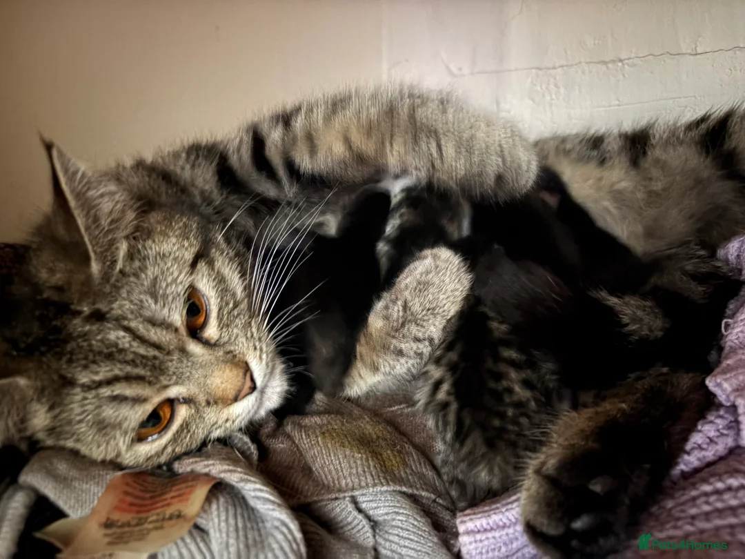 Mixed Breed cats for sale: Black tuxedo kitten for sale  - Advert 2