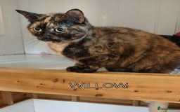 Mixed Breed cats for adoption: WILLOW AND TINKERBELL - Advert 6