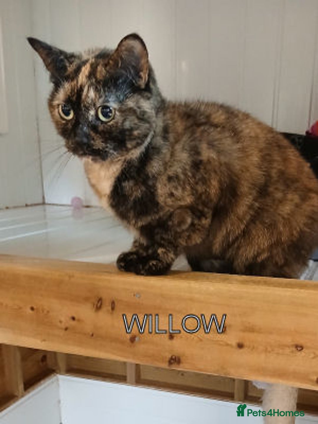 Mixed Breed cats for adoption: WILLOW AND TINKERBELL - Advert 6