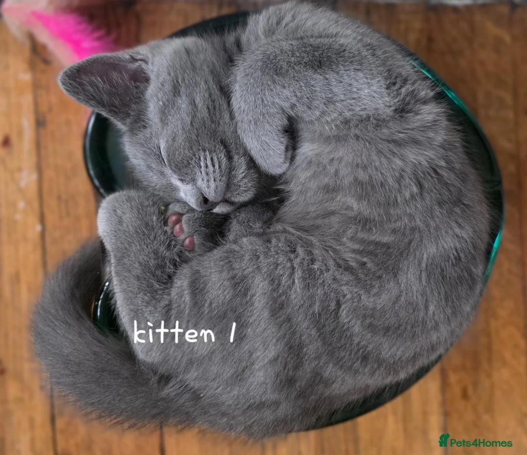 British Shorthair cats for sale: British short hair kittens  in Upminster - Advert 2