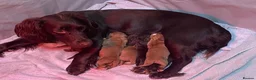 Cocker Spaniel dogs for sale: KC reg Working Cocker Spaniel Puppies  - Advert 3