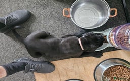 Cane Corso dogs for sale: Panther cane corso can leave today boy / girl  - Image 2