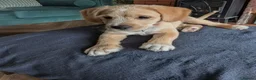 Mixed Breed dogs for sale: Cockalier - 14 weeks  in Worcester - Advert 6