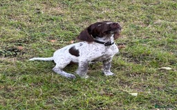 Mixed Breed dogs for sale: German weirdhair pointer\working springer spaniel  - Image 2