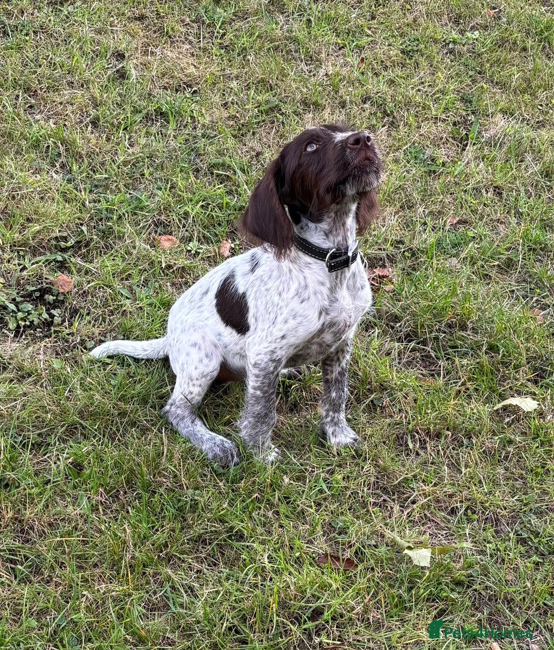 Mixed Breed dogs for sale: German weirdhair pointer\working springer spaniel  - Image 2