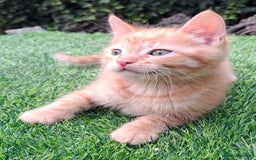 Mixed Breed cats for sale: Gorgeous Ginger Maine Coon x Kittens - Image 6