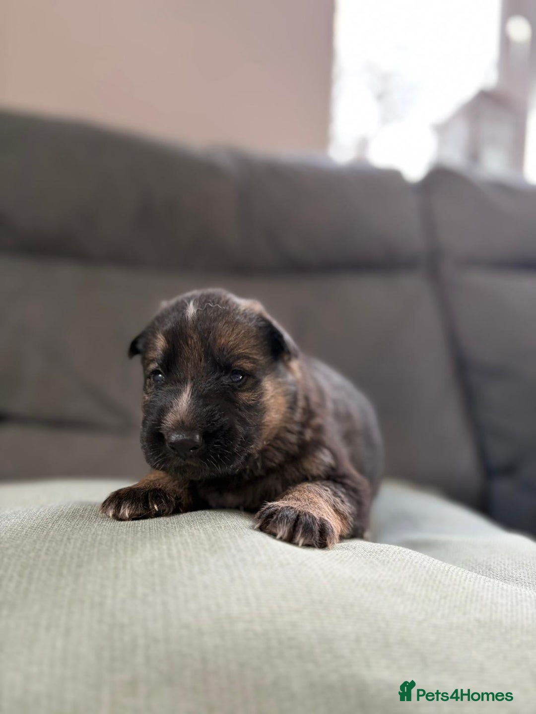 German Shepherd dogs for sale: German shepherd puppies  - Advert 21