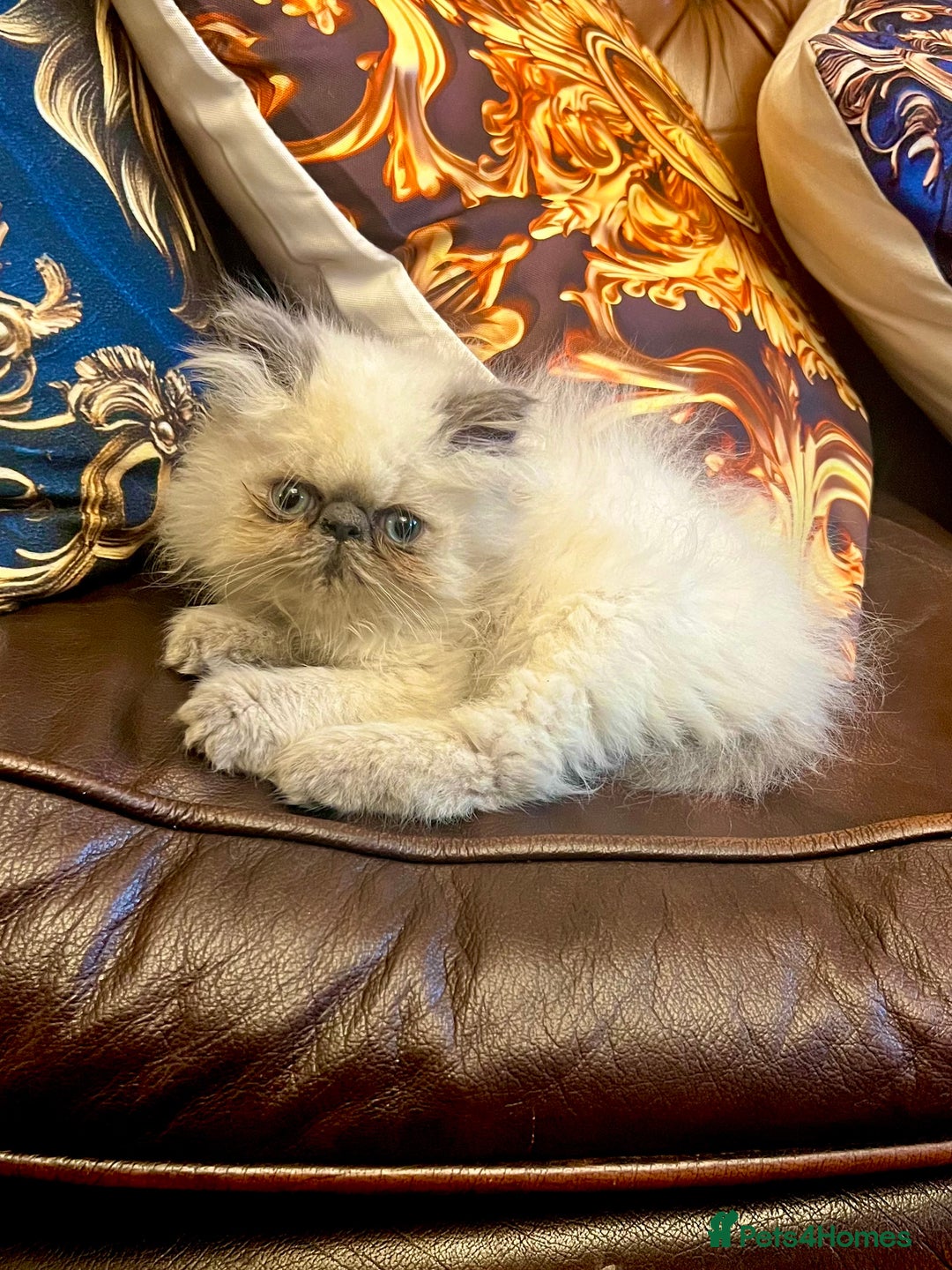 Persian cats for sale: Colourpoint peke faced Persian kittens ready to go - Image 8