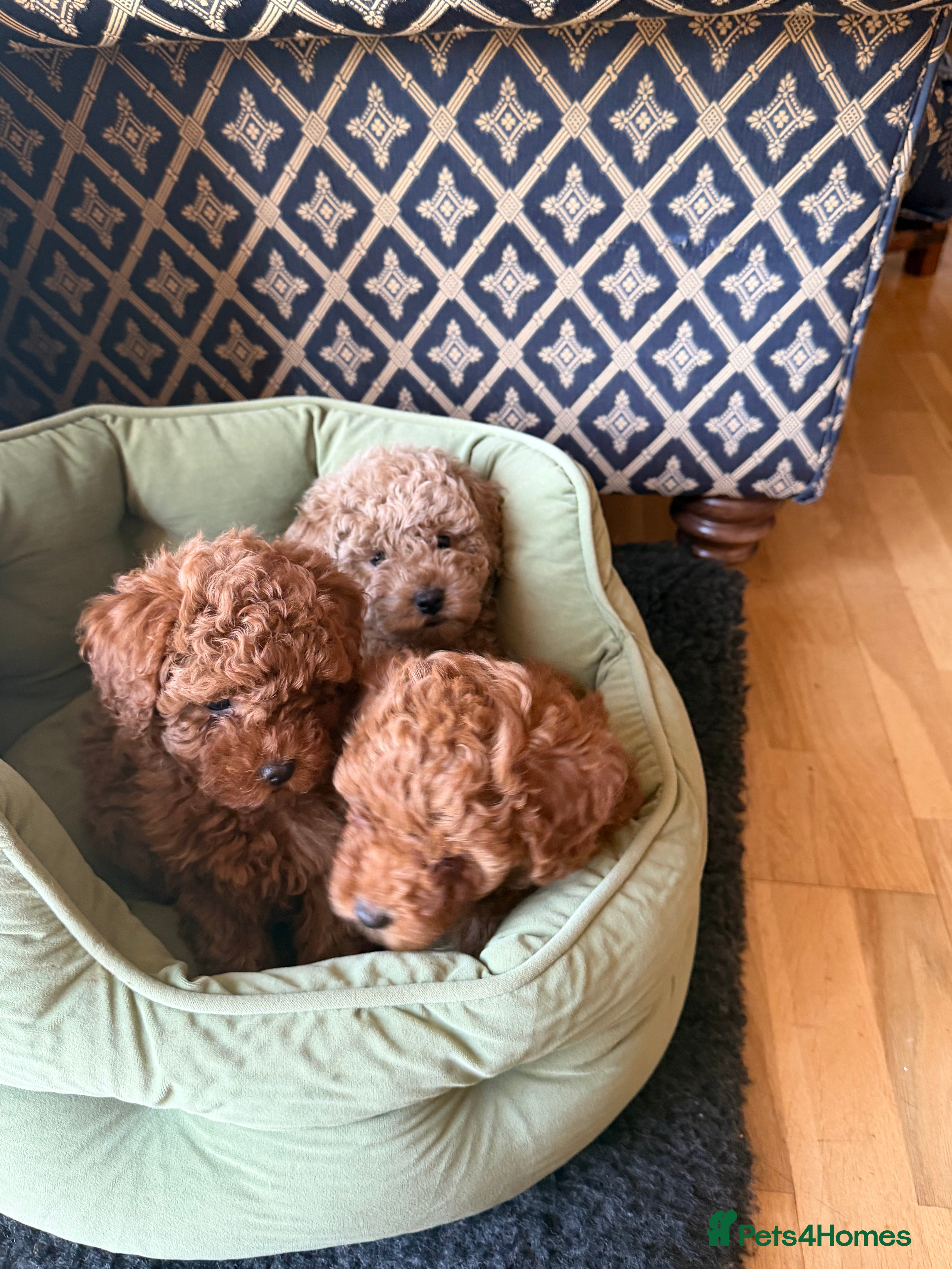 Maltipoo dogs Beautiful red multipoo for sale 2 boys 1 girl - Advert 6