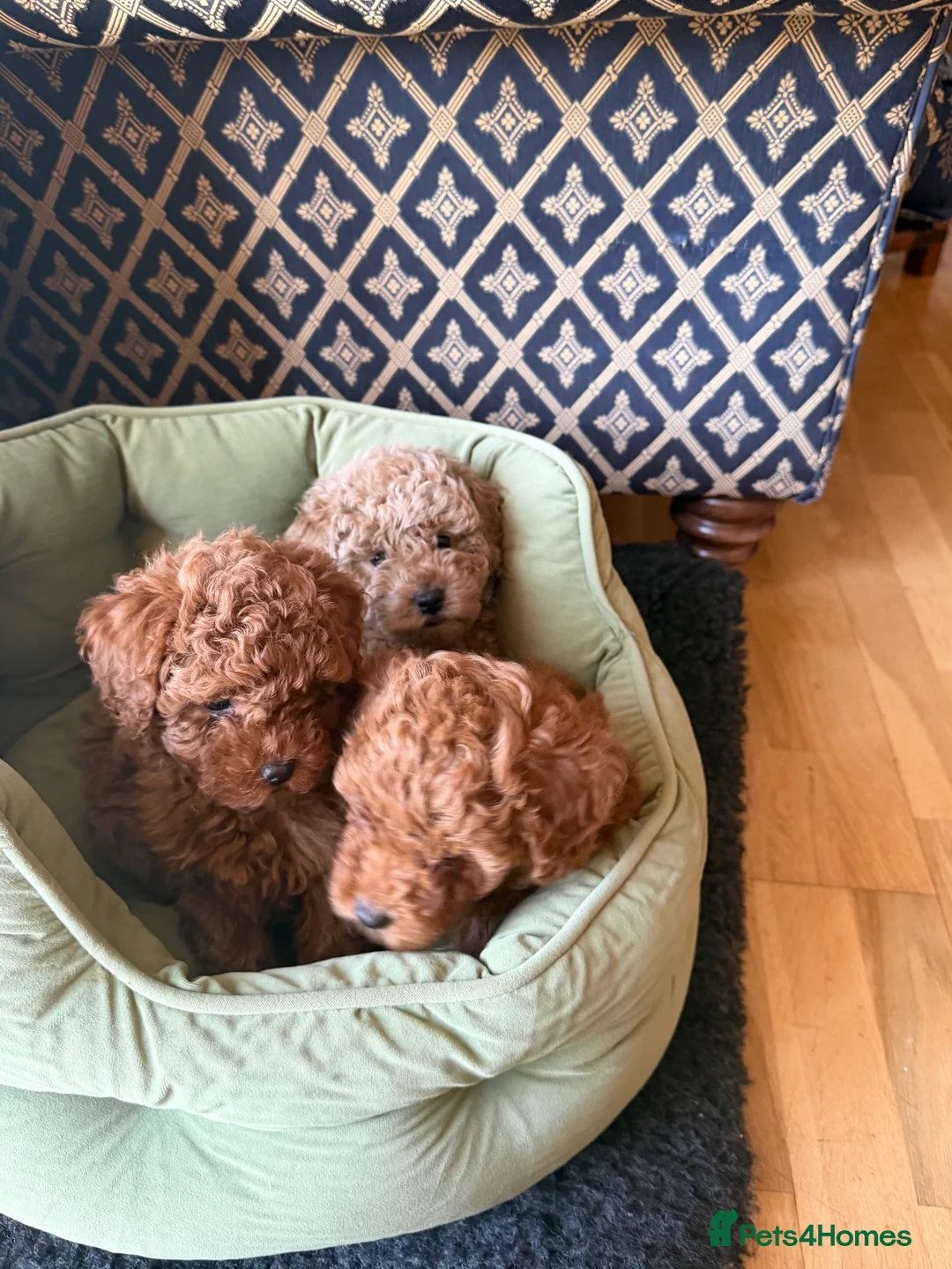 Maltipoo dogs for sale: Beautiful red multipoo for sale 2 boys 1 girl - Advert 9