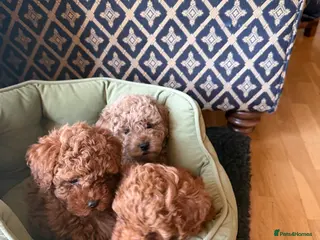 Maltipoo dogs Beautiful red multipoo for sale 2 boys 1 girl - Advert 6