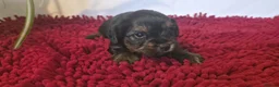 Yorkshire Terrier dogs for sale: Yorkshire Terrier Puppies 3 Girls & 1 Boy in Bolton - Advert 14