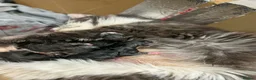 Maine Coon cats for sale: 6 beautiful mainecoon kittens  - Advert 2