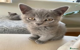 British Shorthair cats for sale: One beautiful lilac boy looking for a new home - Image 2