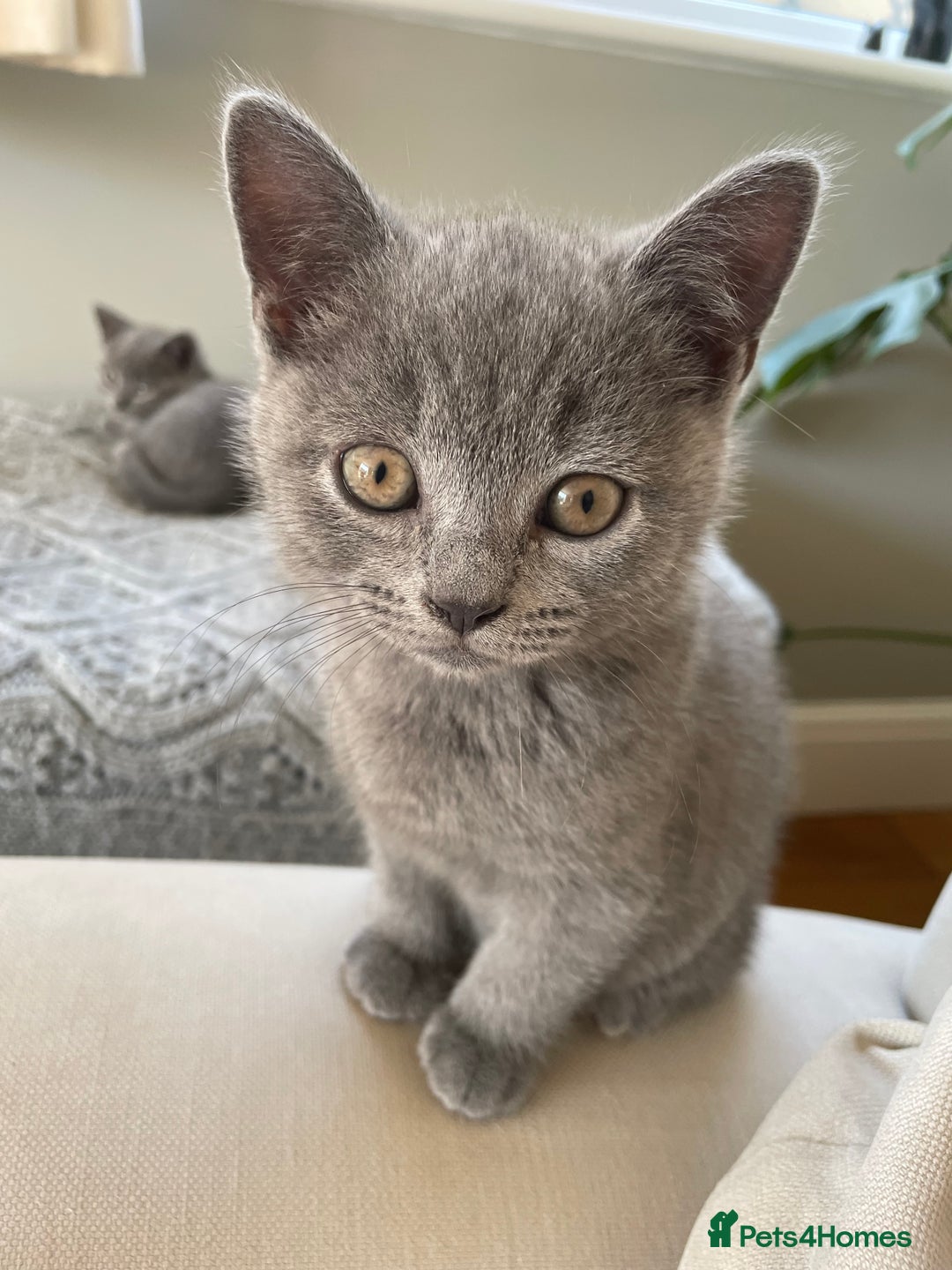British Shorthair cats for sale: One beautiful lilac boy looking for a new home - Image 2