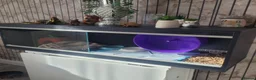 Pygmy Hedgehog rodents for sale: African pygmi headghog  in Mountain Ash - Advert 8