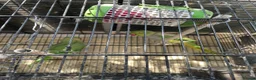 Ringnecks birds for sale: Ring neck  in London - Advert 3