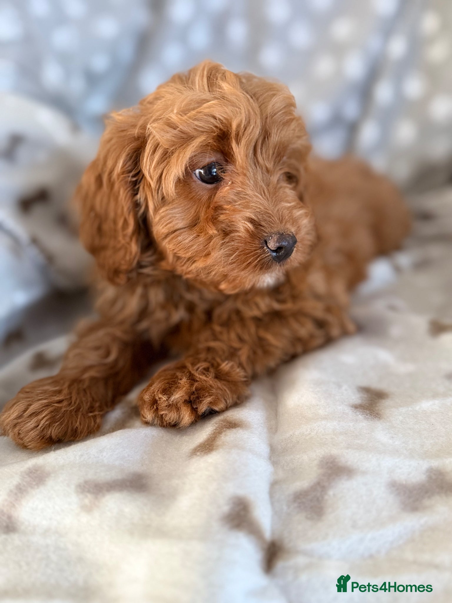 Cavapoo dogs Extensively health tested fox red Cavapoo puppy’s  - Advert 2
