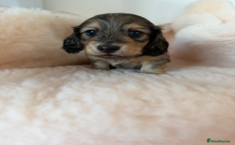 Miniature Dachshund dogs Exceptional mini long pups  - Advert 7