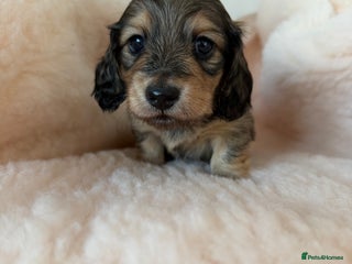 Miniature Dachshund dogs Exceptional mini long pups - Advert 7
