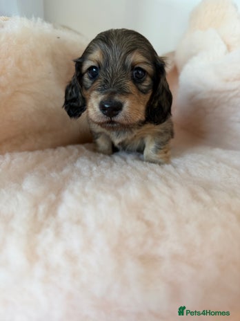 Miniature Dachshund dogs Exceptional mini long pups - Advert 7