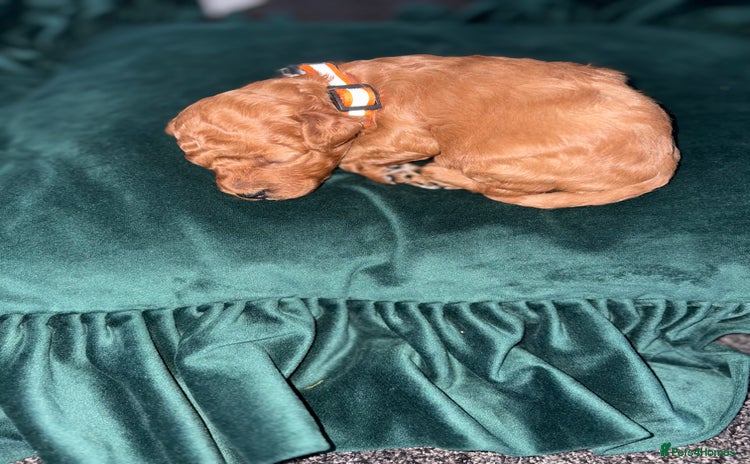 Cockapoo dogs - Advert 4