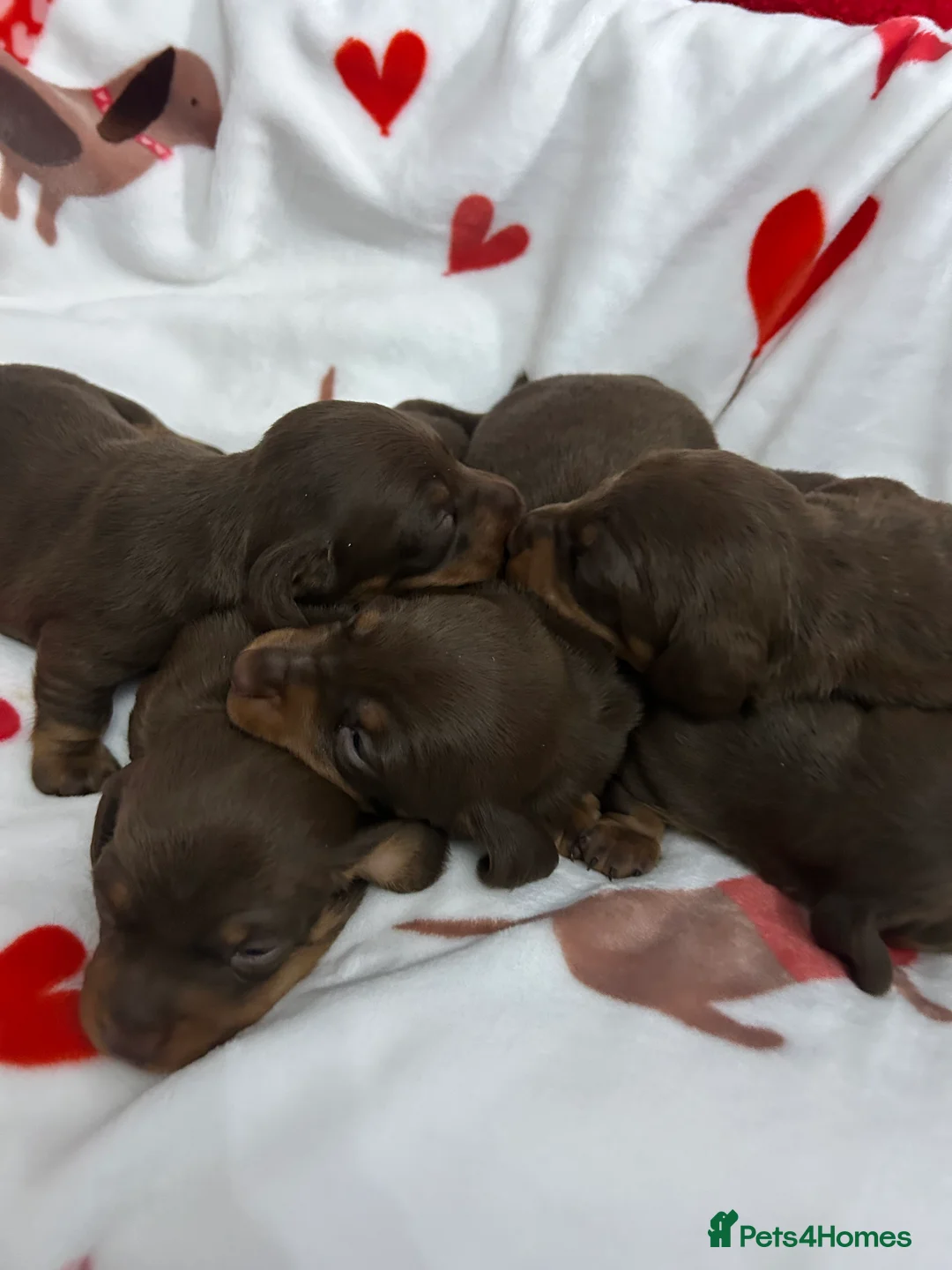 Miniature Dachshund dogs for sale: KC Reg Miniature Smooth Dachshund  - Advert 3
