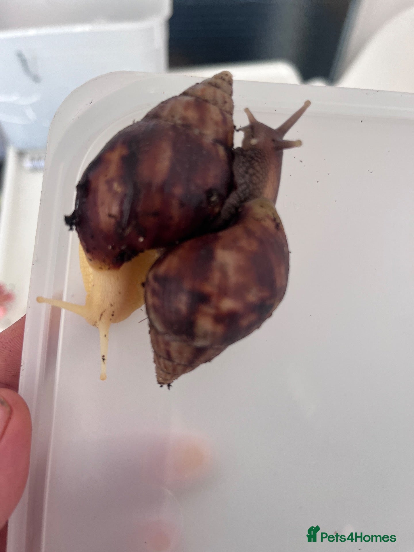 Snails invertebrates Mixed Jade African land snails - Advert 5