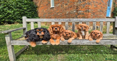 Cavalier King Charles Spaniel dogs - Advert 1