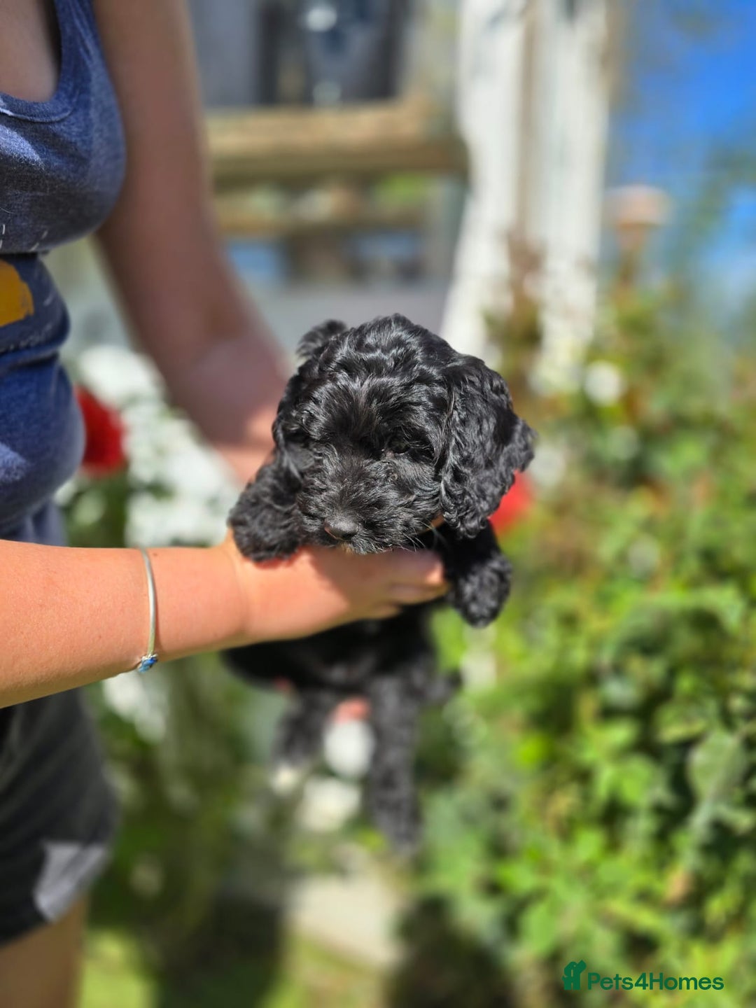 Cockapoo dogs for sale: F1 working cockapoo puppies - Image 22