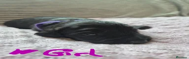 Sprocker Puppy 5 purple