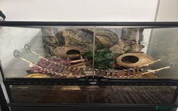 Frog reptiles for sale: White Tree Frogs - Image 9