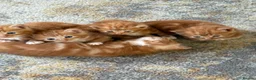 Mixed Breed cats for sale: 4 Ginger Male Kittens from 7th of September  in London - Advert 2