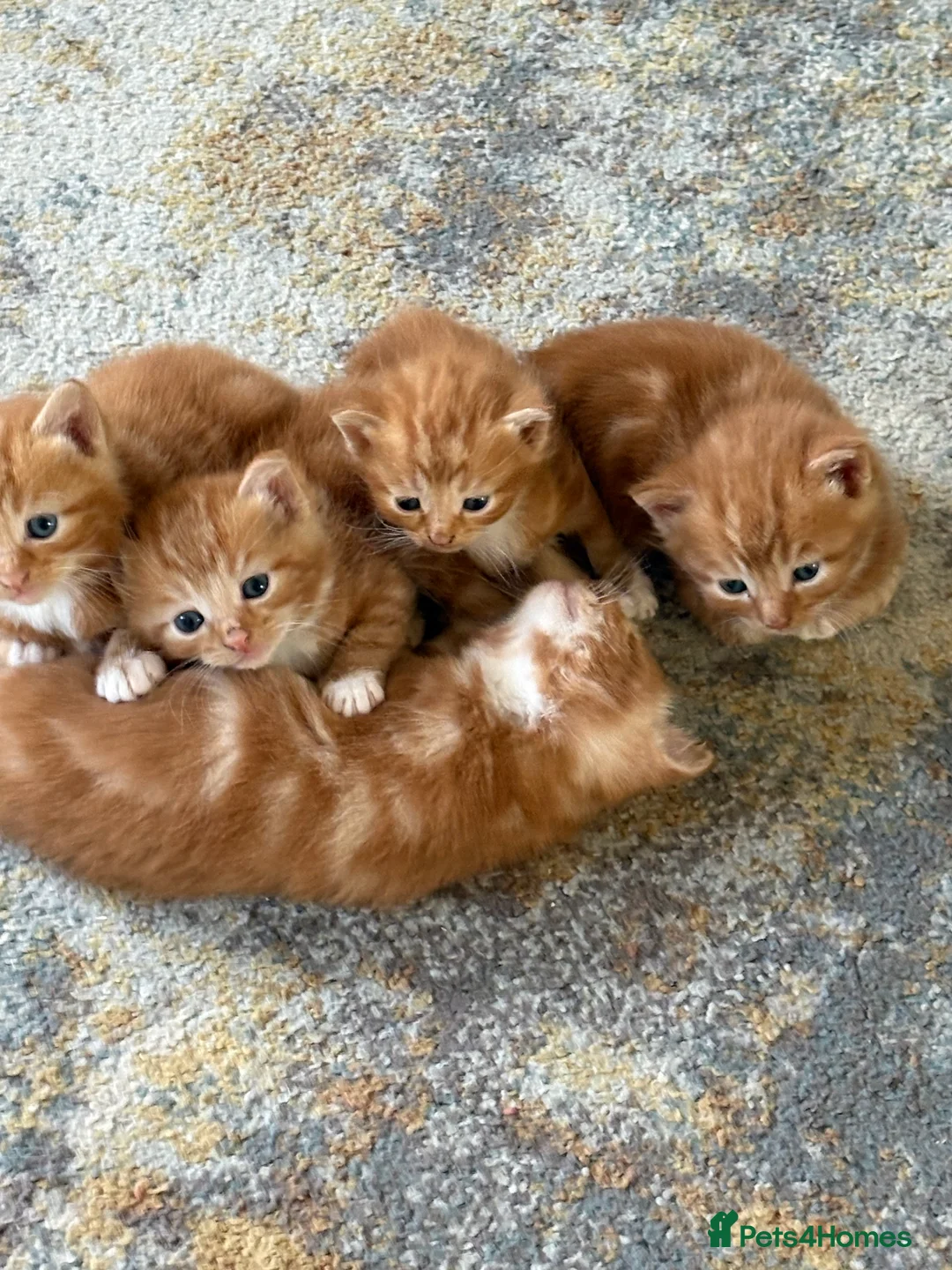 Mixed Breed cats for sale: 4 Ginger Male Kittens from 7th of September  in London - Advert 2