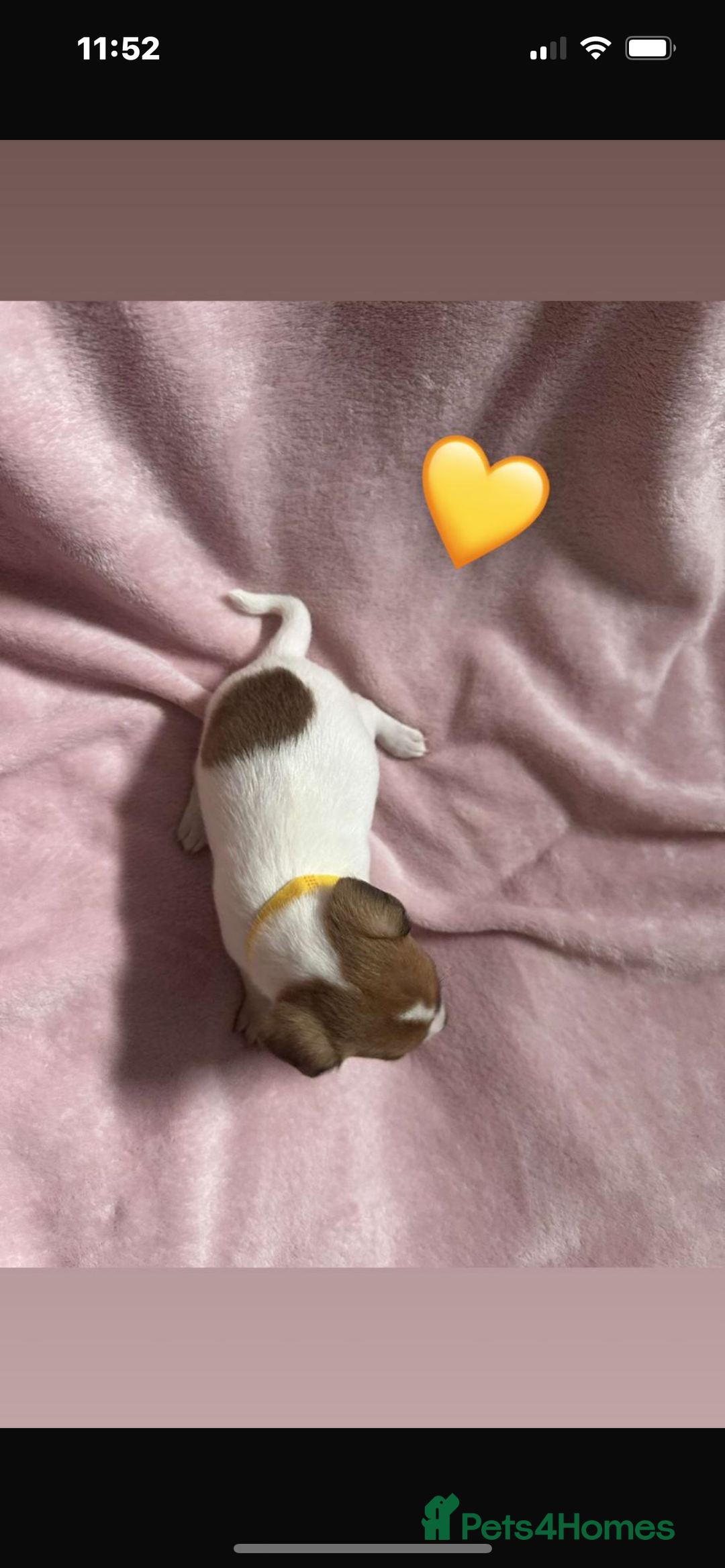 Jack Russell dogs for sale: 5 beautiful jack russel pups  - Image 11
