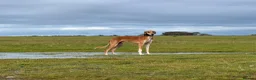 Saluki dogs for sale: Kc saluki puppies  - Advert 11