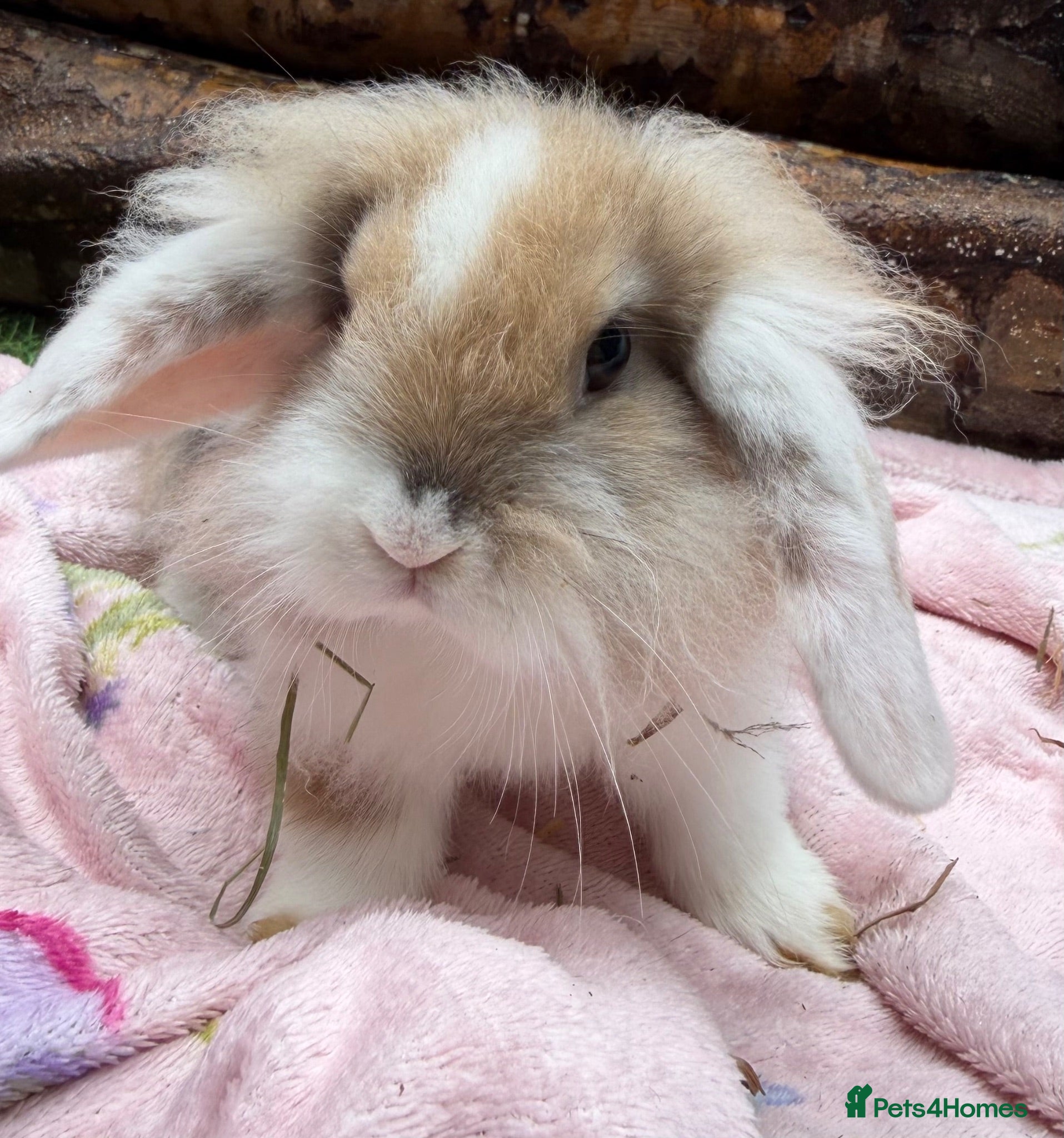 Mini Lion Lop rabbits Mini lion lop & netherland dwarfs  - Advert 12
