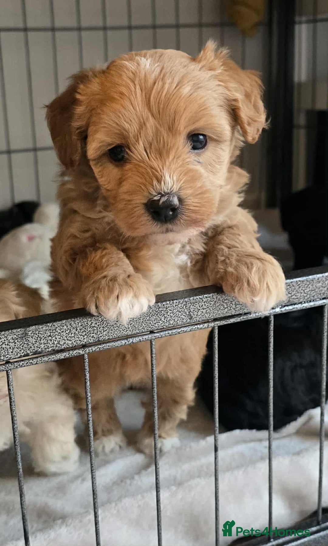 Mixed Breed dogs for sale: Beautiful havapoo’s READY TO GO 1 boy left - Advert 33