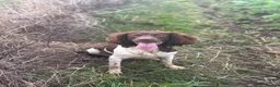 English Springer Spaniel dogs for sale: Springer Spaniel Puppies - Advert 13