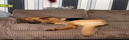 German Shepherd dogs for sale: German shepherd girl  - Advert 3