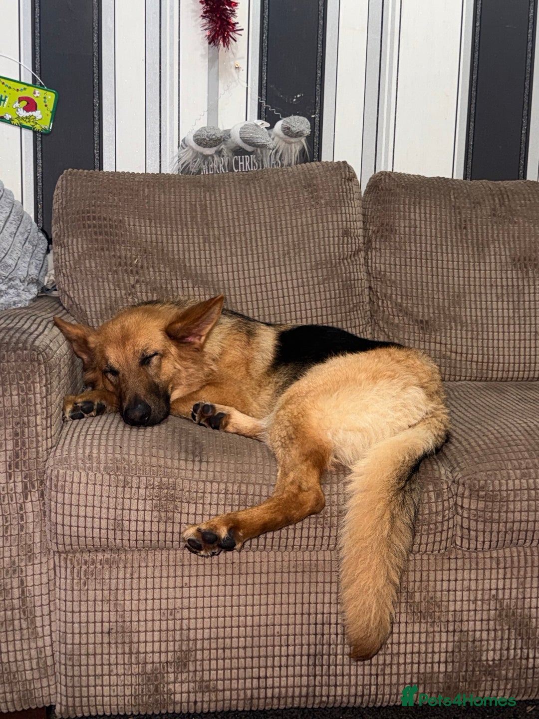 German Shepherd dogs for sale: German shepherd girl  - Advert 3