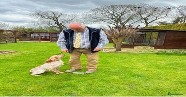 Cocker Spaniel dogs - Advert 1