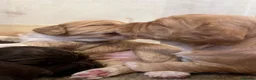 Cocker Spaniel dogs for sale: 6 Beautiful Cocker Spaniel Pups in Scarborough - Advert 9