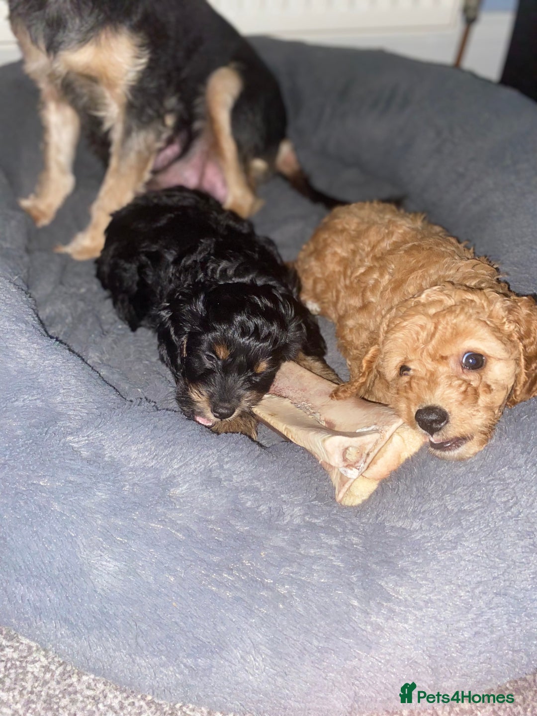 Cockapoo dogs for sale: ADD UPTO DATEREAD IN FULL  - Advert 29