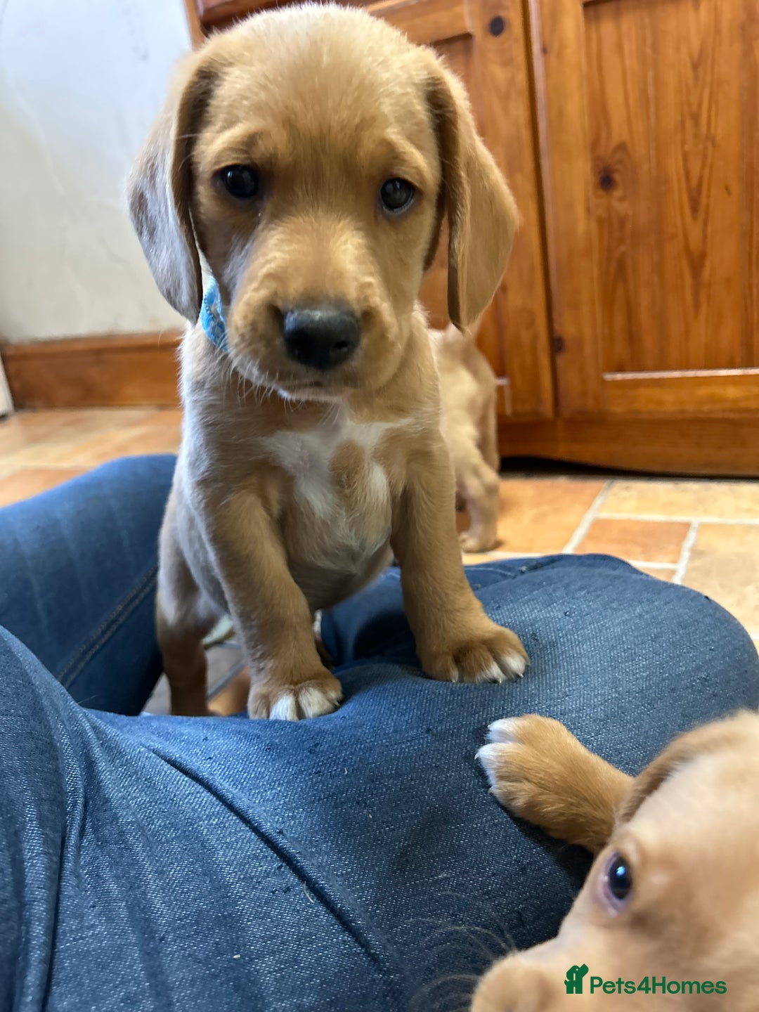 Mixed Breed dogs for sale: BEAUTIFUL GOLDEN BEAGADOR PUPPIES! - Advert 9